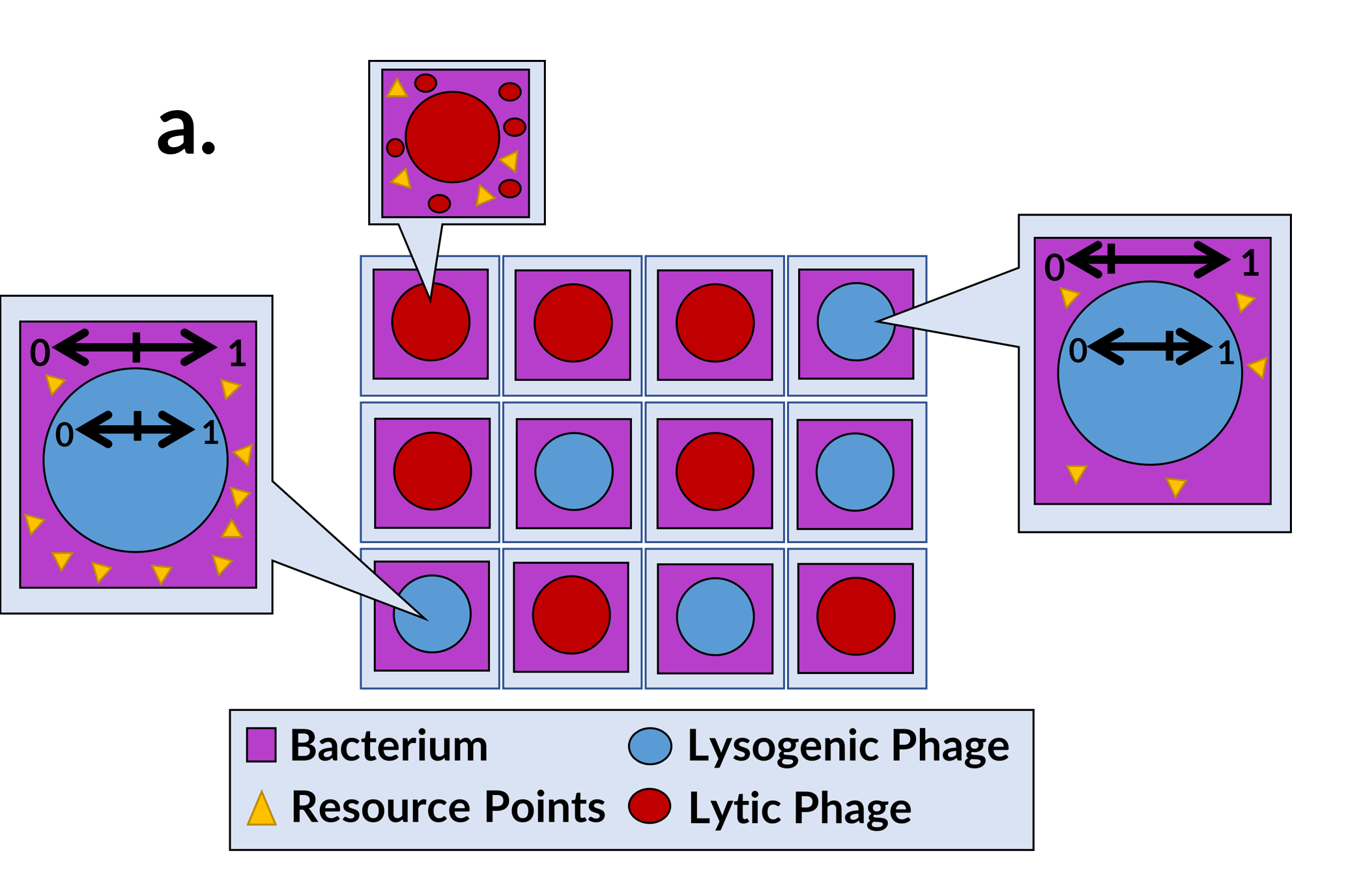 Figure showing population of hosts and phage