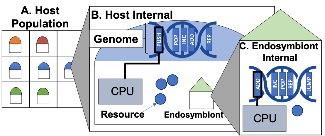 A diagram of the Symbulation software complex genomes configuration.