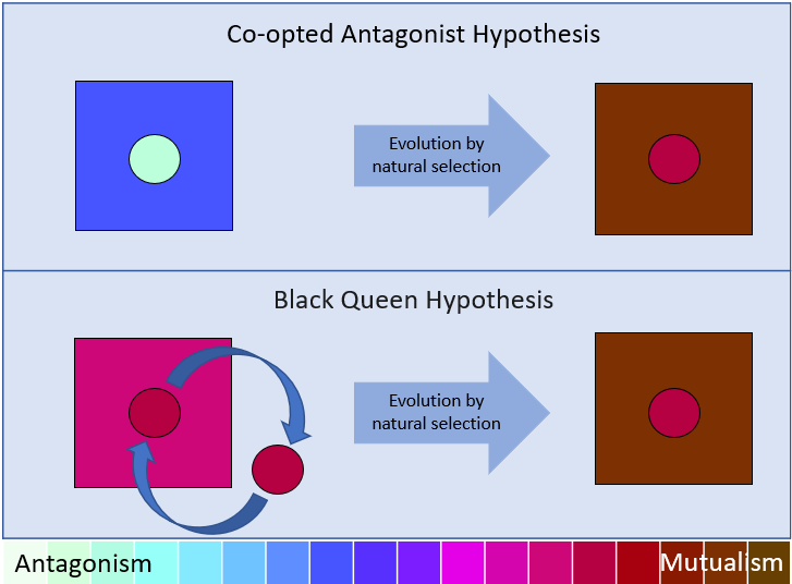 Figure showing Co-opted Antagonist and Black Queen hypothesis